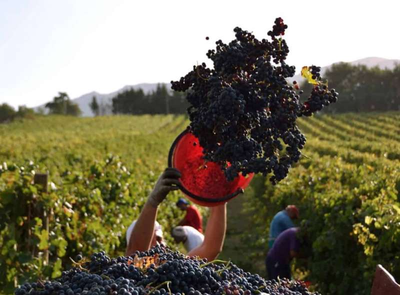 caporalato tra le vigne 4