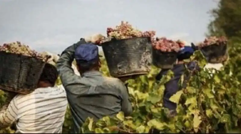 caporalato tra le vigne   5