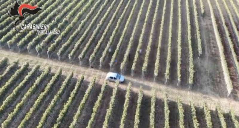 caporalato tra le vigne delle langhe 1