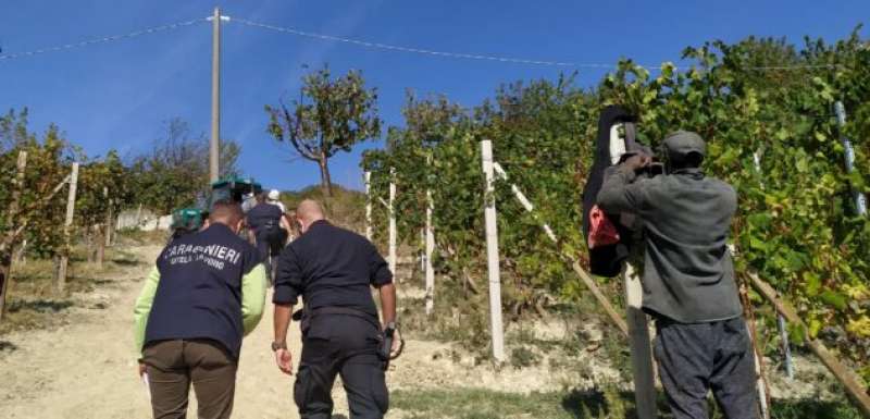 caporalato tra le vigne delle langhe 4