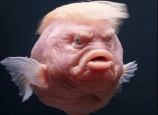 IL PESCE TRUMP - MEME