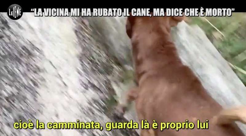 le iene e la storia del cane gustavo 13