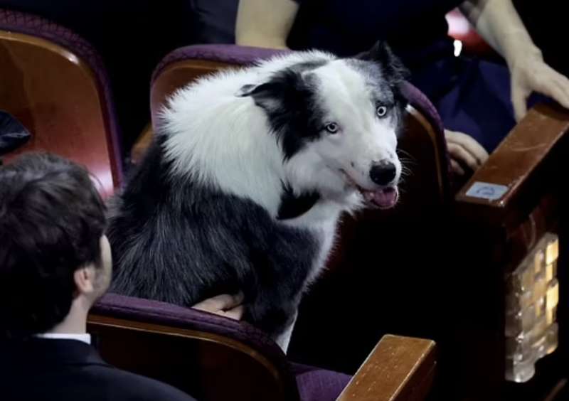 messi il cane di anatomia di una caduta alla cerimonia degli oscar 2