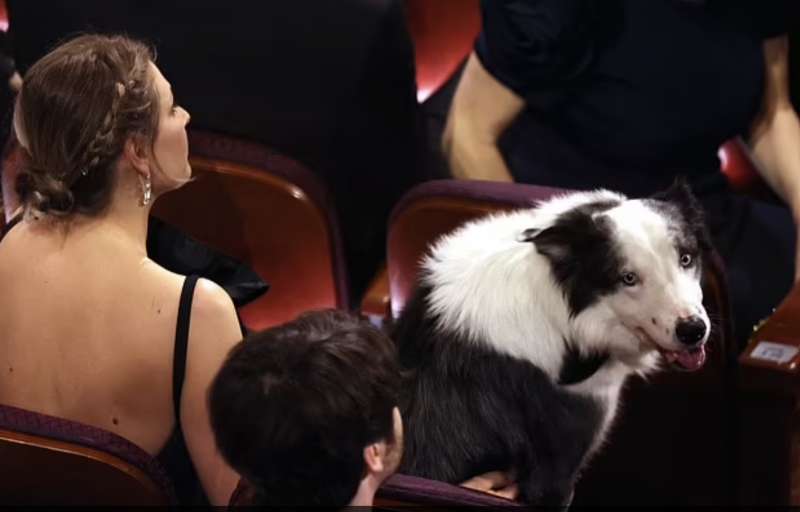 messi il cane di anatomia di una caduta alla cerimonia degli oscar 5