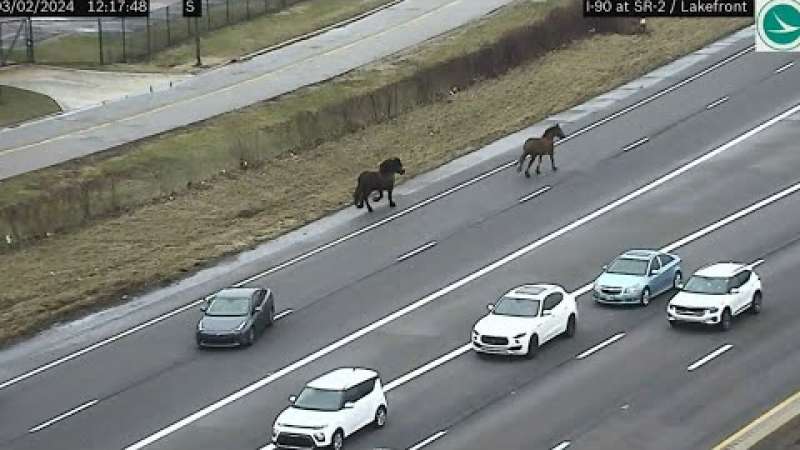 ohio cavalli scappano dalle scuderie e corrono in autostrada.