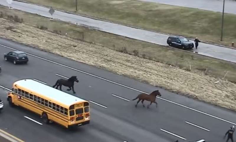 ohio cavalli scappano dalle scuderie e corrono in autostrada.