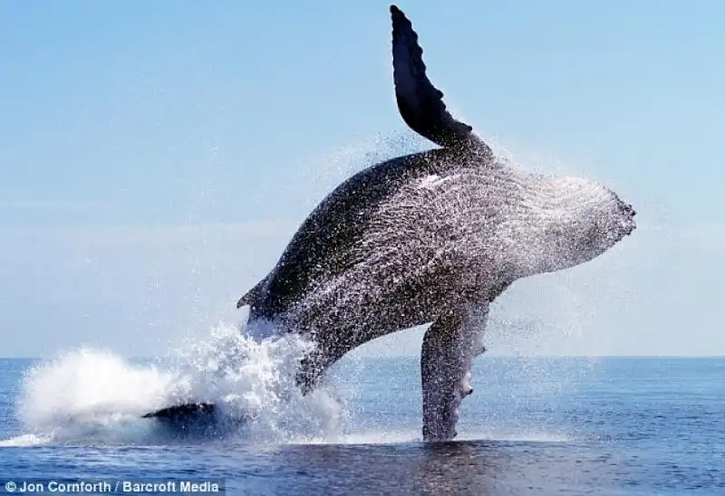 UNA BALENA CHE SALTA COME UN DELFINO NELLE FOTO DI JON CORNFORTH 