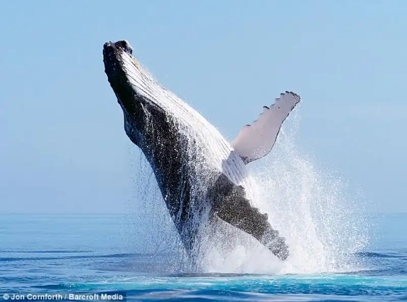 UNA BALENA CHE SALTA COME UN DELFINO NELLE FOTO DI JON CORNFORTH 