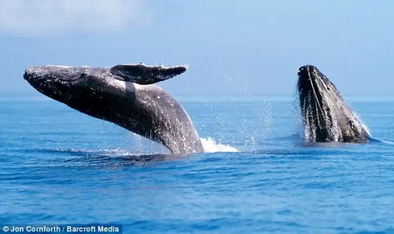 UNA BALENA CHE SALTA COME UN DELFINO NELLE FOTO DI JON CORNFORTH 