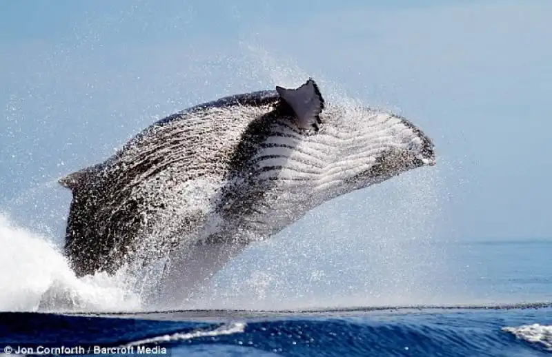 UNA BALENA CHE SALTA COME UN DELFINO NELLE FOTO DI JON CORNFORTH 