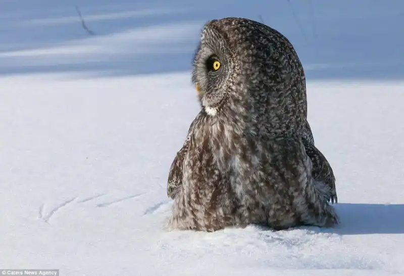 GUFO CACCIA TOPO IN MINNESOTA NELLE FOTO DI TOM SAMUELSON 