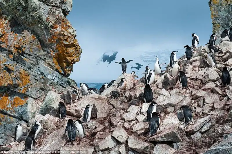 PINGUINI IN ANTARTIDE FOTO DI NANCY DOWLING PER IL NATIONAL GEOGRAPHIC PHOTO CONTEST 