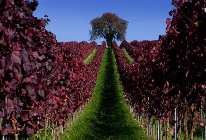 Azienda vinicola in Germania 