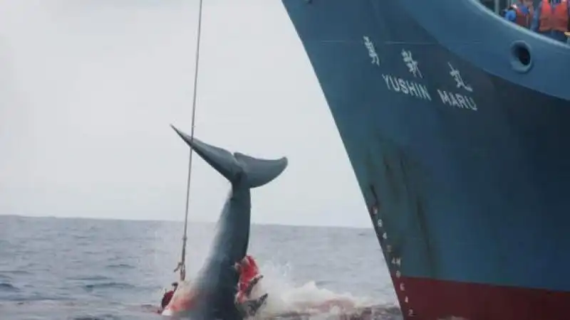 CACCIA ALLE BALENE NAVE GIAPPONESE 