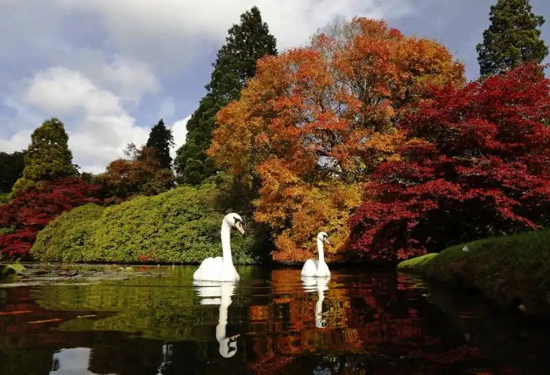 Cigni nei giardini di Sheffield 