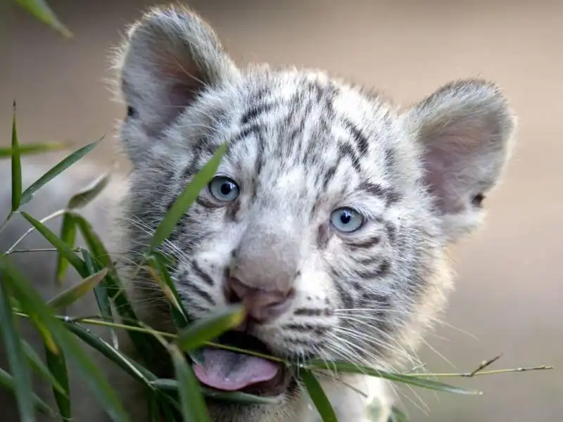 Cucciolo di tigre del Bangala a Buenos Aires 