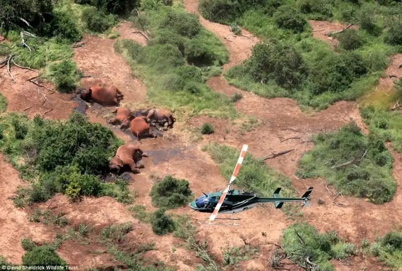 Elefanti uccisi dai bracconieri in Kenya 