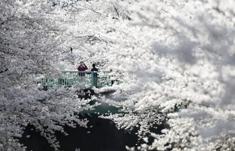 Fioritura dei ciliegi a Tokyo 