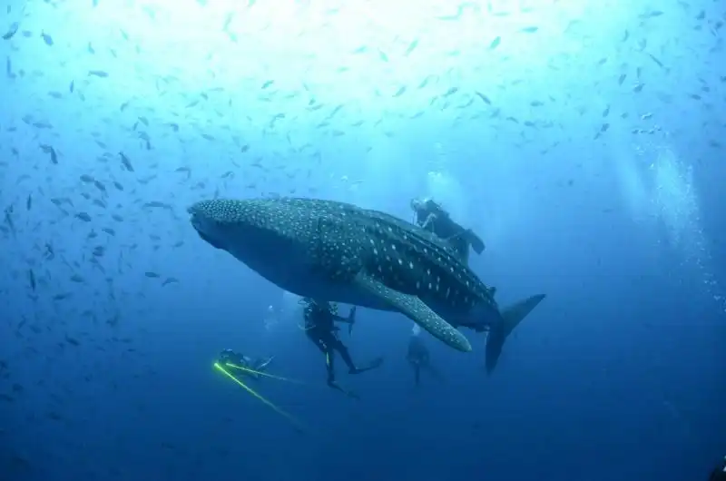 Isole Galapagos 