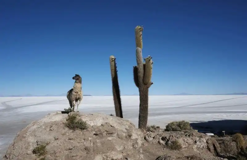 Lago salato Uyuni 