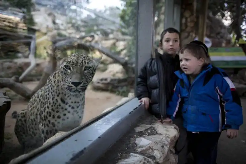 Leopardo allo zoo di Gerusalemme 