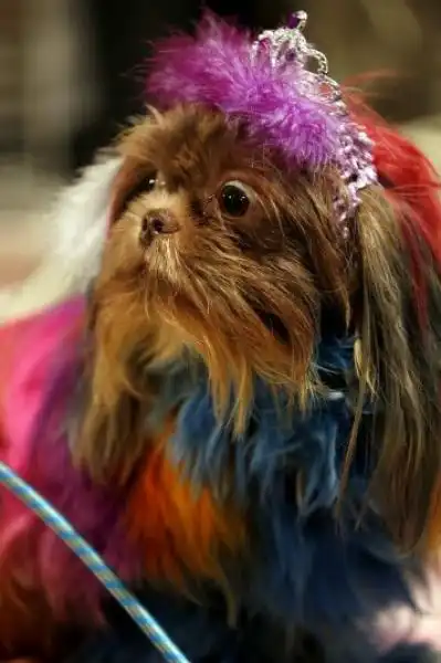 Reginetta shih tzu 