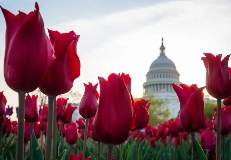 Tulipani a Washington 