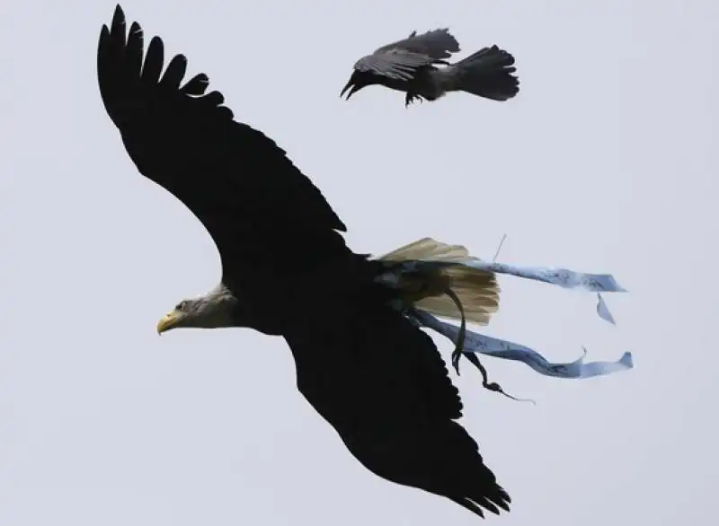 aquila olimpia attaccata da una cornacchia