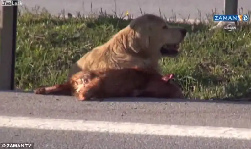 cane veglia sull'amico deceduto