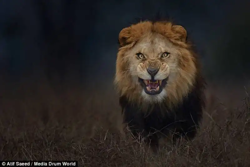 leone di atif saeed