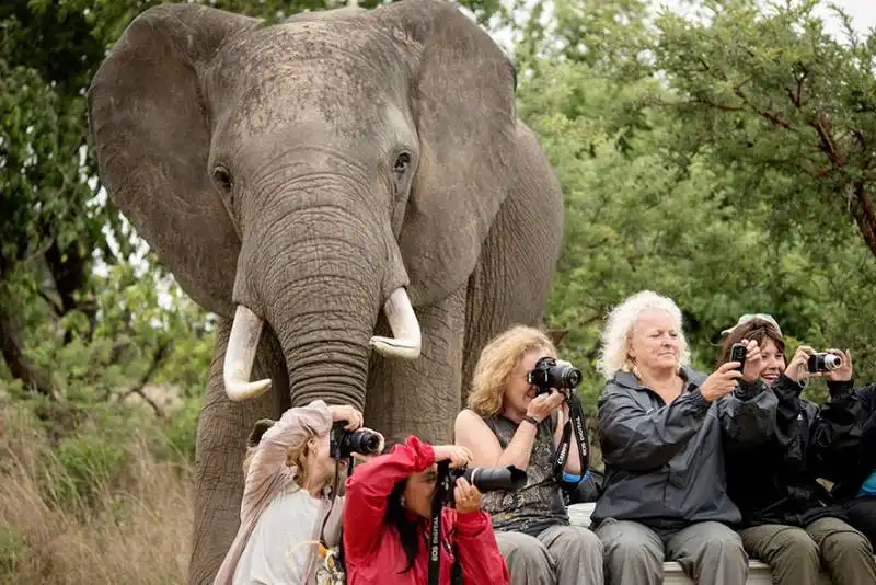 photobomb animali 222