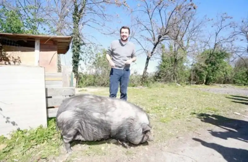 salvini inseguito dal maiale nel campo rom 