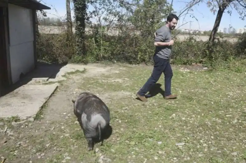 salvini inseguito dal maiale nel campo rom