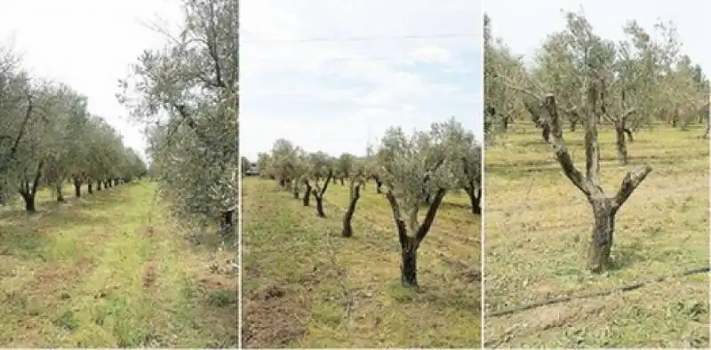 ulivi infetti come muore un albero