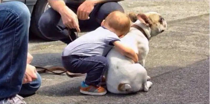 i cani che allontanano il muso sono infastiditi