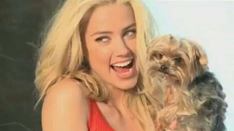 johnny depp amber heard cani australia 5