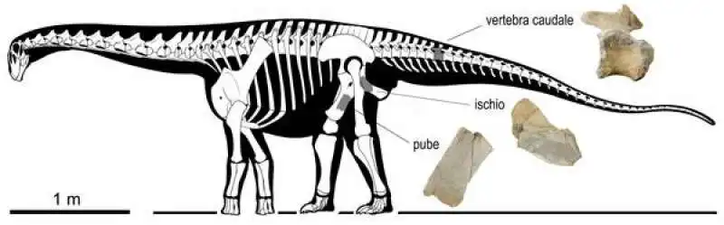 ossa ritrovate dinosauro tito