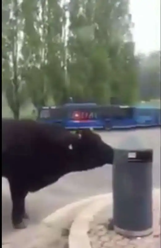 BUE ALLA FERMATA DEL BUS A SAXA RUBRA