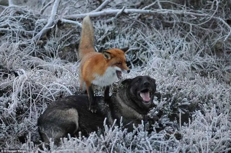 cane e volpe rossa