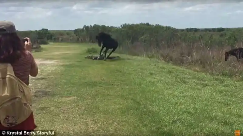 cavallo attacca alligatore