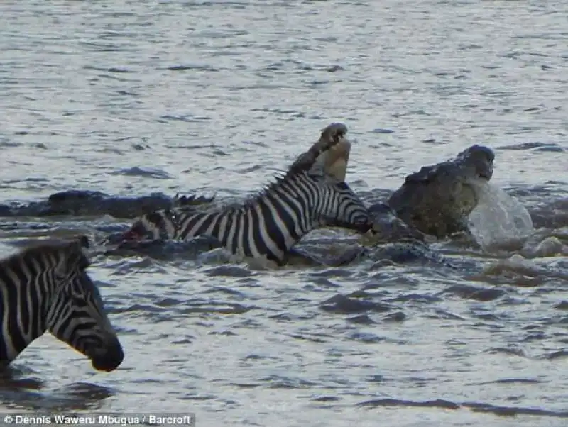 coccodrilli e zebre in kenya