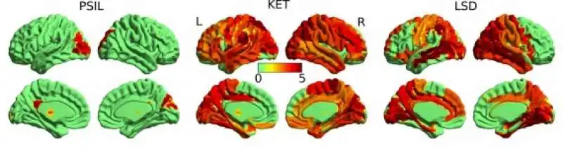 GLI EFFETTI DELLE DROGHE PSICHEDELICHE SUL CERVELLO