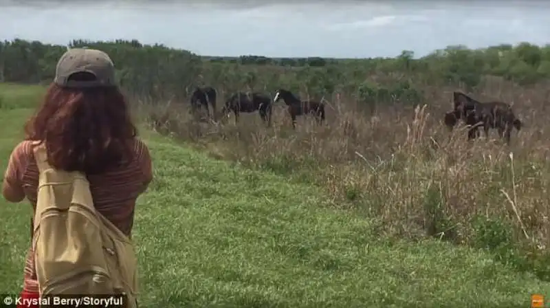 i cavalli nella riserva della florida