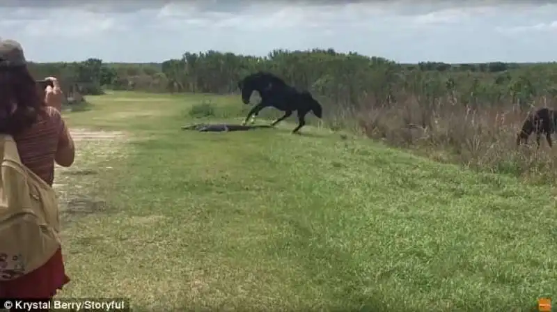 il cavallo attacca il coccodrillo al sole