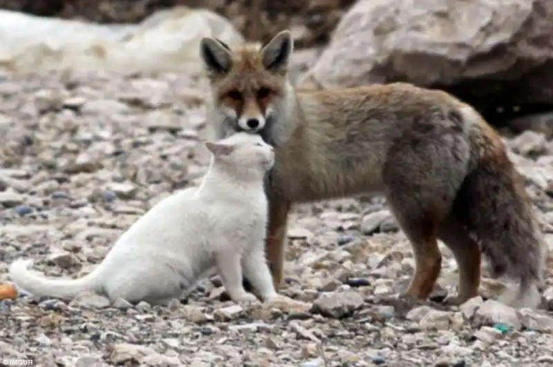 il gatto e la volpe