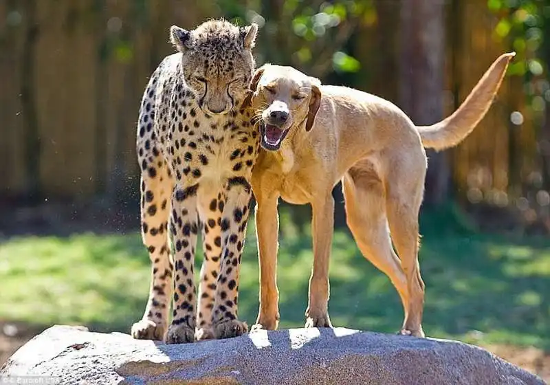 il labrador e il ghepardo