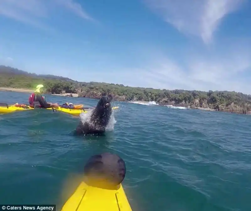 il leone marino gioca fra i canoisti