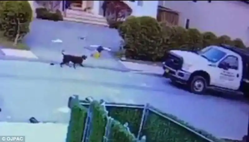 il pitbull si lancia contro il bambino