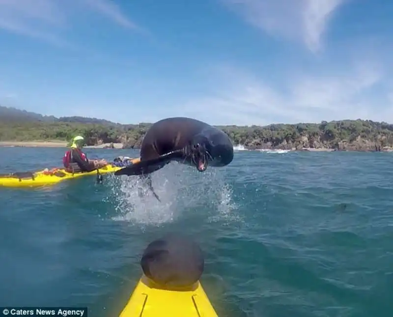 il salto del leone marino