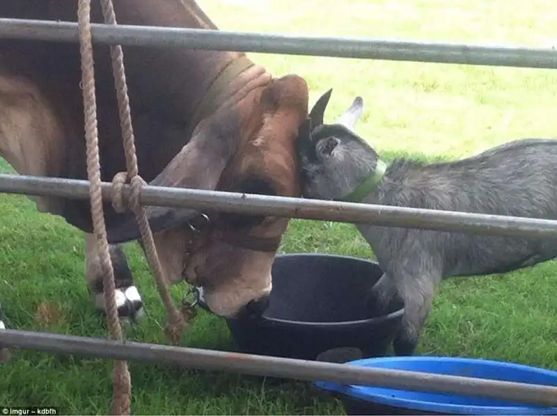 il toro e la capra